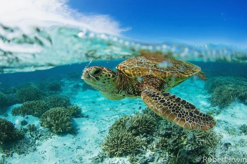 鱷魚先生的14歲兒子「獎不停」　秀20張「大師級」動物攝影作品證明實力