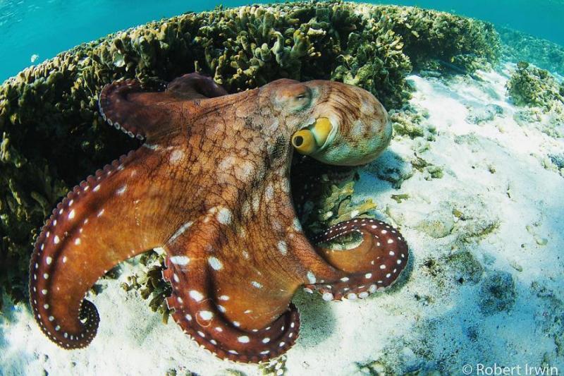 鱷魚先生的14歲兒子「獎不停」　秀20張「大師級」動物攝影作品證明實力