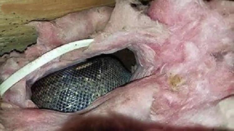 男子睡覺時發現屋頂老有動靜，拆開屋頂板後嚇壞了 !
