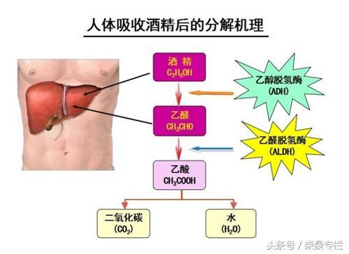 喝酒，到底是養生還是傷身？告訴你酒的這三個真相，從此懂喝酒