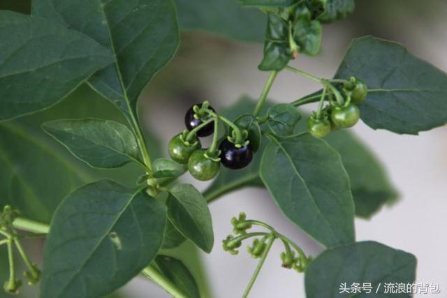 吃一口一生難得癌！你認識它嗎？ 