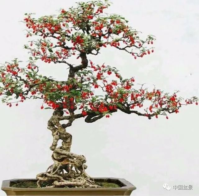 侍弄盆景30年的老師傅教你：如何在最好的翻盆時期進行換土 