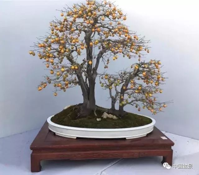 侍弄盆景30年的老師傅教你：如何在最好的翻盆時期進行換土 