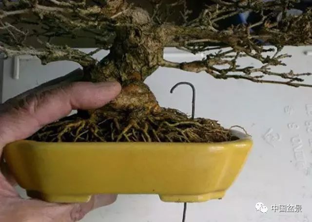 侍弄盆景30年的老師傅教你：如何在最好的翻盆時期進行換土 