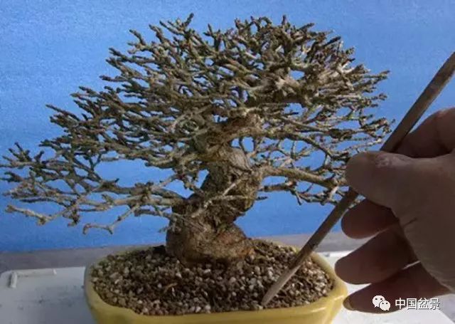 侍弄盆景30年的老師傅教你：如何在最好的翻盆時期進行換土 