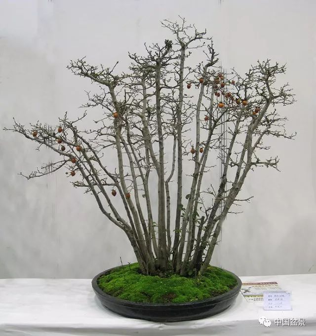 侍弄盆景30年的老師傅教你：如何在最好的翻盆時期進行換土 