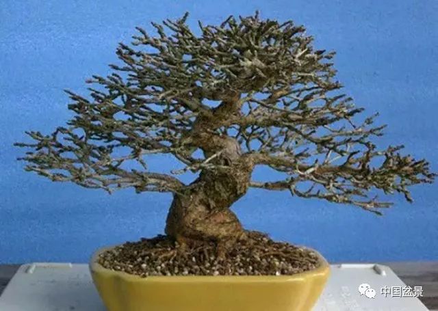 侍弄盆景30年的老師傅教你：如何在最好的翻盆時期進行換土 