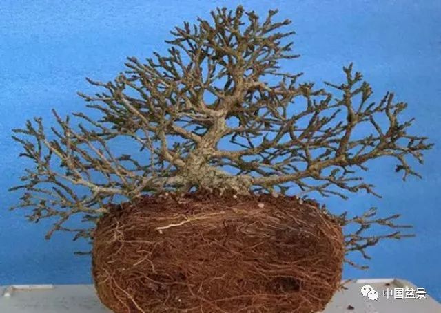 侍弄盆景30年的老師傅教你：如何在最好的翻盆時期進行換土 
