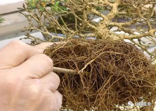 侍弄盆景30年的老師傅教你：如何在最好的翻盆時期進行換土 