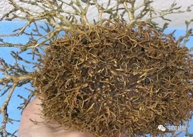 侍弄盆景30年的老師傅教你：如何在最好的翻盆時期進行換土 