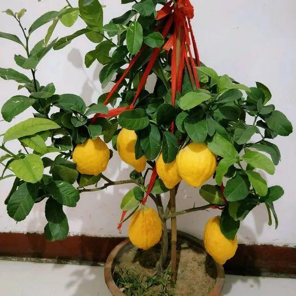 細菌最怕這種花，養1盆殺菌消毒，空氣清新少生病！