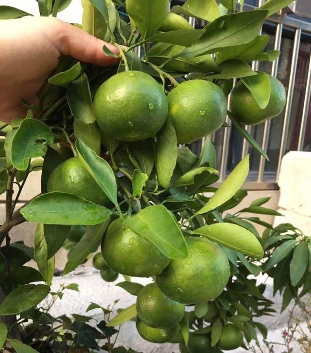 細菌最怕這種花，養1盆殺菌消毒，空氣清新少生病！
