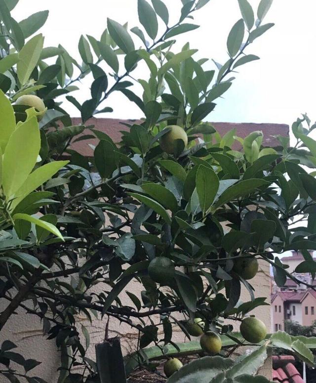 細菌最怕這種花，養1盆殺菌消毒，空氣清新少生病！