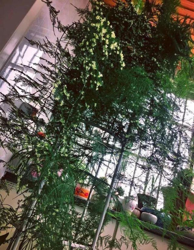 細菌最怕這種花，養1盆殺菌消毒，空氣清新少生病！