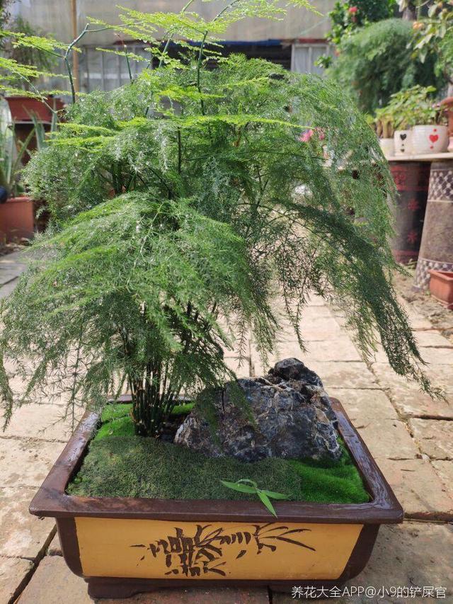 細菌最怕這種花，養1盆殺菌消毒，空氣清新少生病！
