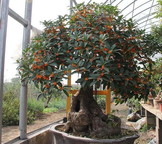 細菌最怕這種花，養1盆殺菌消毒，空氣清新少生病！