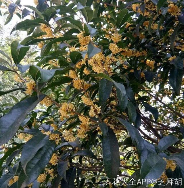 細菌最怕這種花，養1盆殺菌消毒，空氣清新少生病！