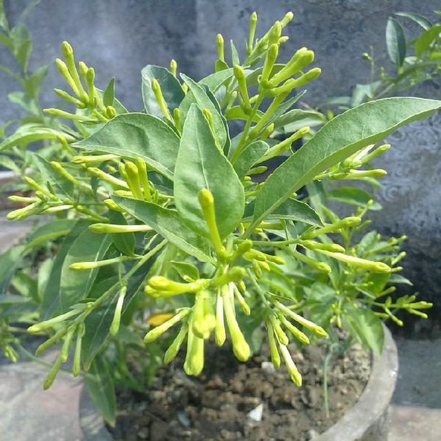 比香水還要香的9種花！栽在陽台上，滿屋子自然清香！