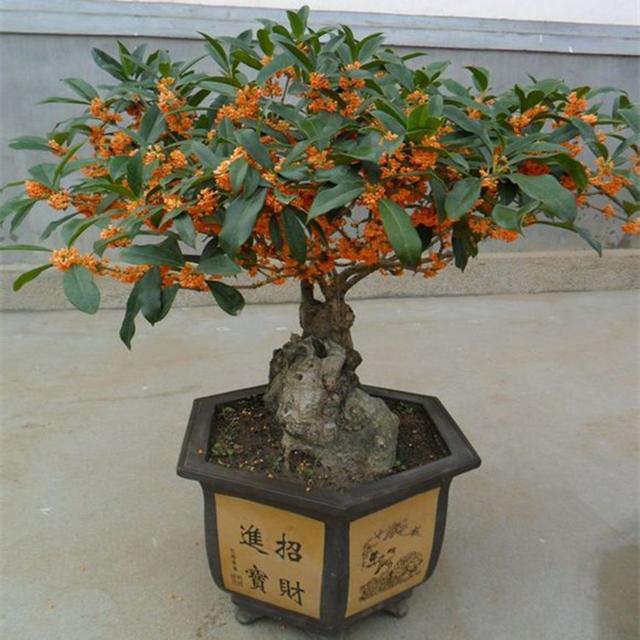 比香水還要香的9種花！栽在陽台上，滿屋子自然清香！