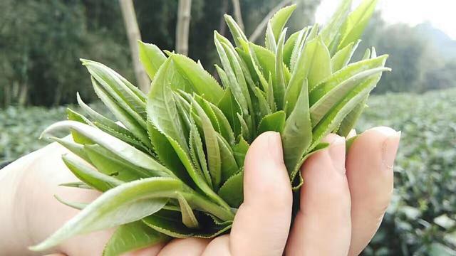 茶葉會過期嗎？茶葉到底有沒有保質期呢？