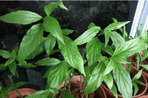 腫瘤的剋星，竟然是一種野菜，富含7種抗癌物質，終於被重視 