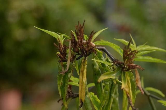 腫瘤的剋星，竟然是一種野菜，富含7種抗癌物質，終於被重視 