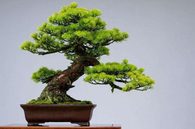養花就養「大盆景」！想要盆景造型美氣勢足，這三點抓緊時間學會