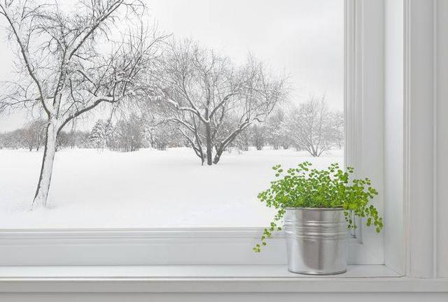 養花就養「大盆景」！想要盆景造型美氣勢足，這三點抓緊時間學會