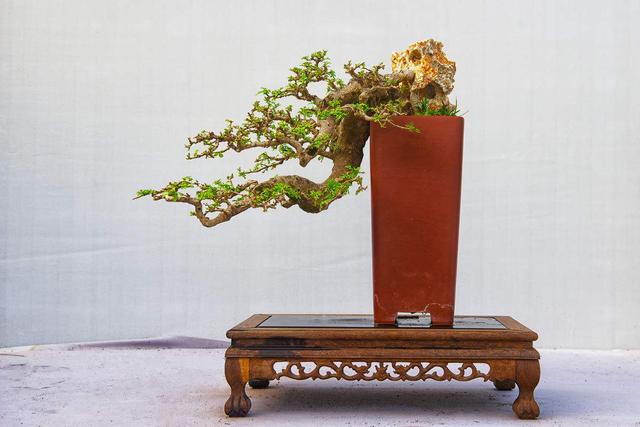 養花就養「大盆景」！想要盆景造型美氣勢足，這三點抓緊時間學會