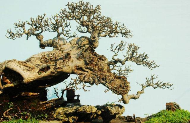 養花就養「大盆景」！想要盆景造型美氣勢足，這三點抓緊時間學會