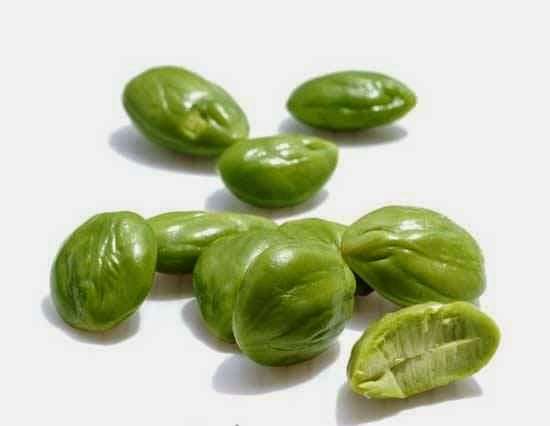臭豆(Petai) 原來功效多，它可幫助克服或防止大量疾病！