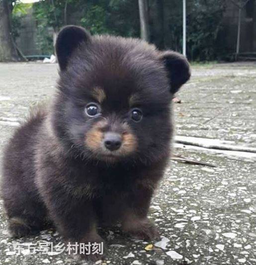 農民老伯山上撿到一小狗，拿回家養了兩個月後卻嚇出一身汗