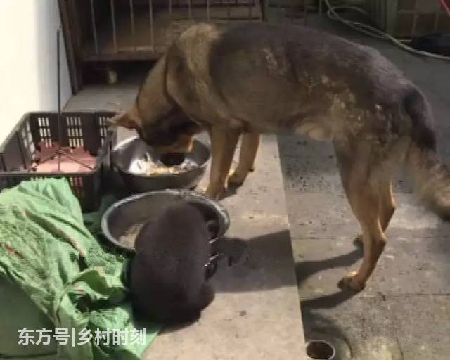 農民老伯山上撿到一小狗，拿回家養了兩個月後卻嚇出一身汗