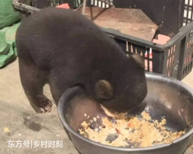 農民老伯山上撿到一小狗，拿回家養了兩個月後卻嚇出一身汗
