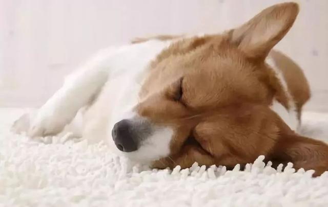 一個合格的主人必須了解的狗狗生理知識