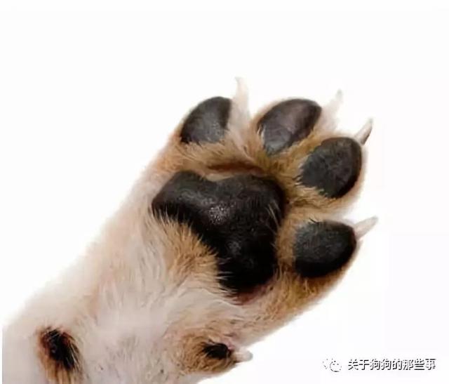 一個合格的主人必須了解的狗狗生理知識