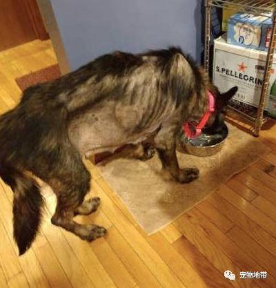 獲救狗狗骨瘦如柴 當他們給它一個網球時 狗狗的反應讓人淚目