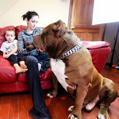 「世界最巨90KG比特犬」守護力爆棚　溫柔基因寶寶一隻就賣1500萬元