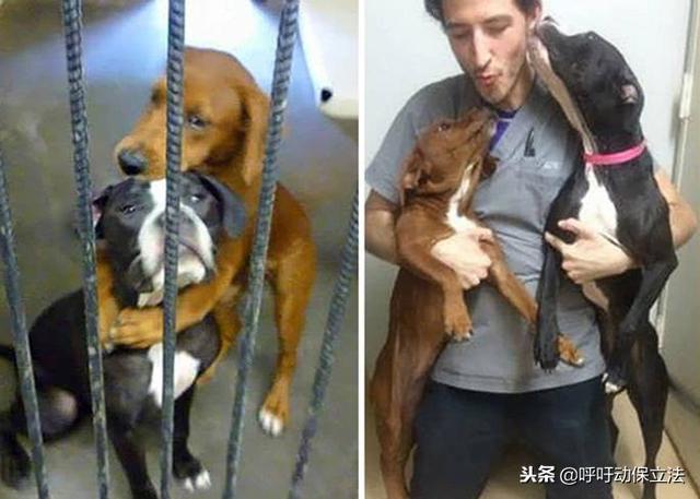 兩隻流浪狗即將安樂死，互相擁抱作別，場面讓人淚哭