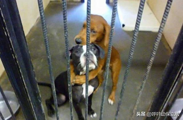 兩隻流浪狗即將安樂死，互相擁抱作別，場面讓人淚哭