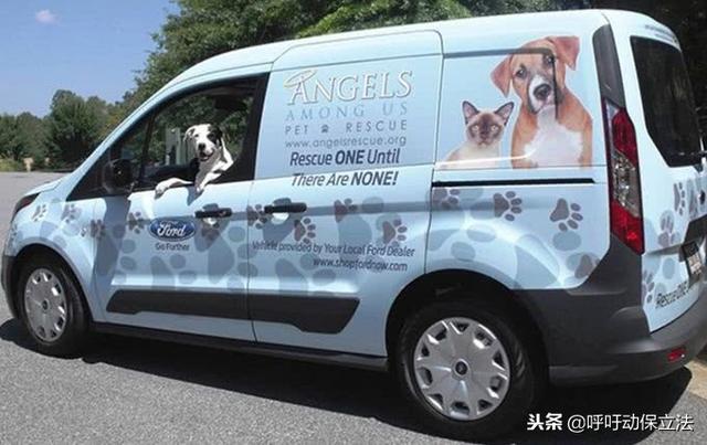 兩隻流浪狗即將安樂死，互相擁抱作別，場面讓人淚哭
