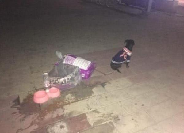 兩隻流浪狗即將安樂死，互相擁抱作別，場面讓人淚哭