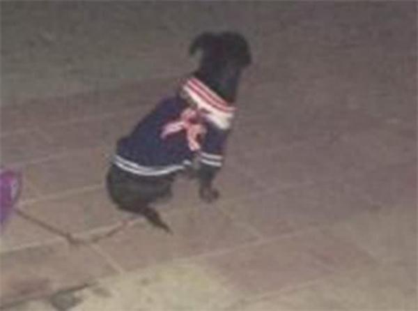 兩隻流浪狗即將安樂死，互相擁抱作別，場面讓人淚哭