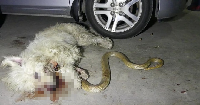 死命保護主人 忠犬與眼鏡蛇同歸於盡