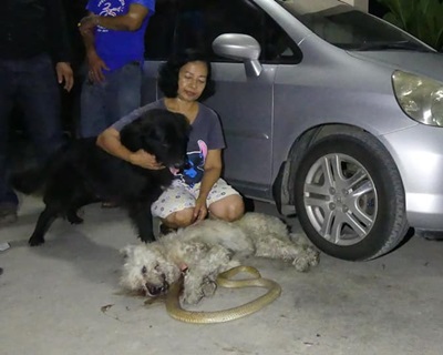 死命保護主人 忠犬與眼鏡蛇同歸於盡