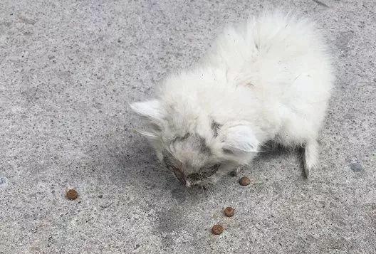 為了能被帶回家活下去，還強行賣萌