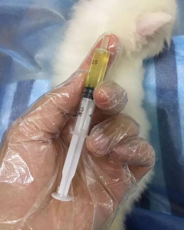為了能被帶回家活下去，還強行賣萌