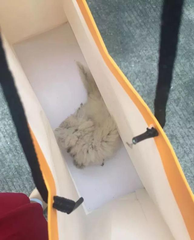為了能被帶回家活下去，還強行賣萌