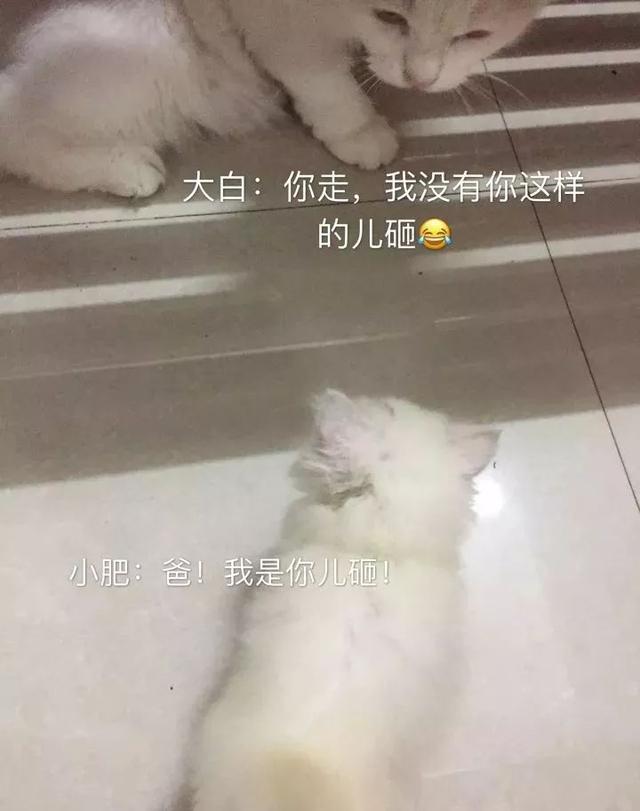 為了能被帶回家活下去，還強行賣萌
