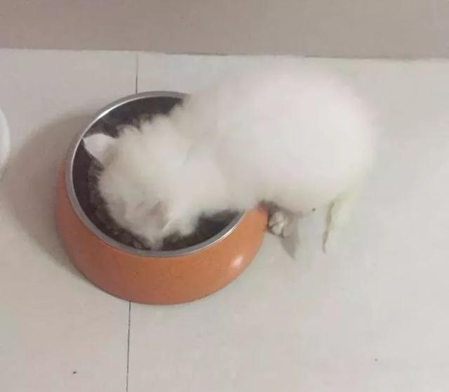 為了能被帶回家活下去，還強行賣萌